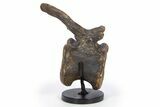 Hadrosaur (Brachylophosaurus?) Caudal Vertebra w/ Stand - Montana #304836-2